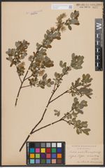 Salix aurita L. x Salix repens L.